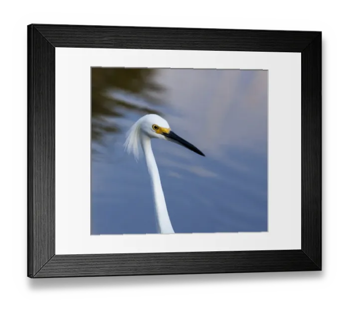 Framed Print : USA, Florida, Everglades National Park. A snowy egret in profile