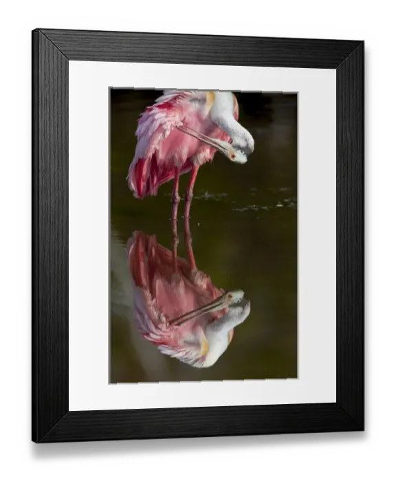 Framed Print : USA, Florida, Everglades National Park. Roseate spoonbill reflected in water while preening Framed Print : USA, Florida, Everglades National Park. Roseate spoonbill reflected in water while preening