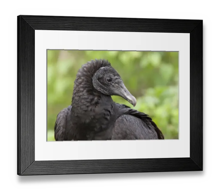 Framed Print : USA, Florida, Everglades National Park. Close-up of black vulture in profile. Credit as