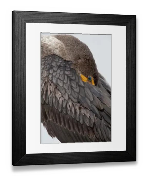 Framed Print : USA, Florida, Everglades National Park. Double-crested cormorant with its beak tucked in its wing Framed Print : USA, Florida, Everglades National Park. Double-crested cormorant with its beak tucked in its wing