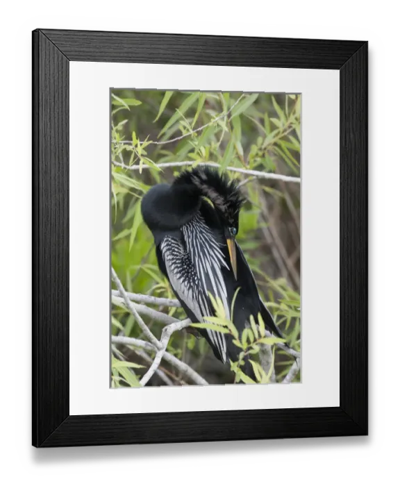 Framed Print : USA, Florida, Everglades National Park. A preening anhinga Framed Print : USA, Florida, Everglades National Park. A preening anhinga