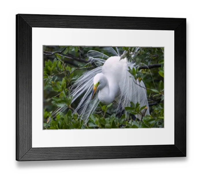 Framed Print : USA, Florida, Anastasia Island, Alligator Farm. Great egret in breeding plumage. Credit as Framed Print : USA, Florida, Anastasia Island, Alligator Farm. Great egret in breeding plumage. Credit as