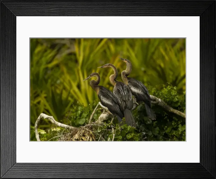 Framed Print : USA, Florida, Orange County, Gatorland. Three anhinga chicks on tree limb. Credit as Framed Print : USA, Florida, Orange County, Gatorland. Three anhinga chicks on tree limb. Credit as