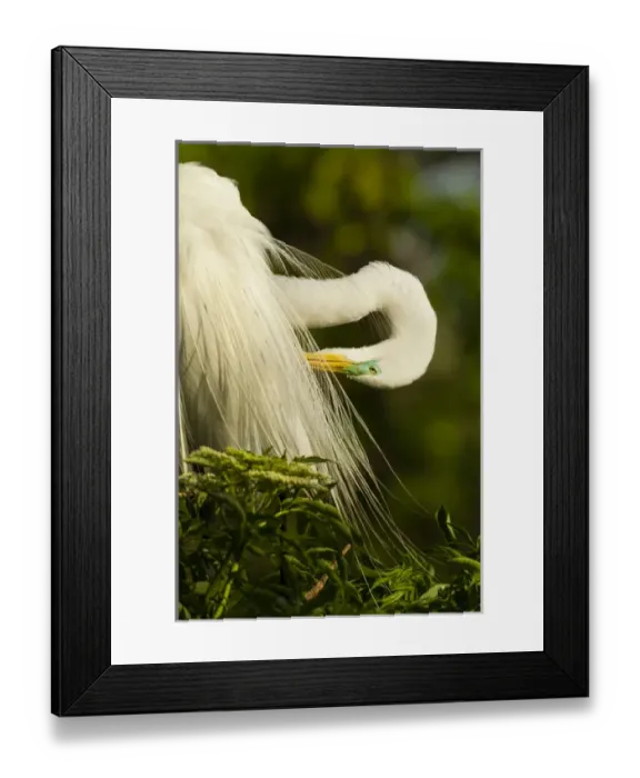 Framed Print : USA, Florida, Gatorland. Great egret preening Framed Print : USA, Florida, Gatorland. Great egret preening