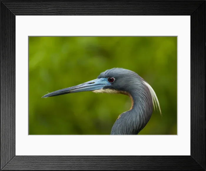 Framed Print : USA, Florida, Gatorland. Profile close-up of tri-colored herons head. Credit as Framed Print : USA, Florida, Gatorland. Profile close-up of tri-colored herons head. Credit as