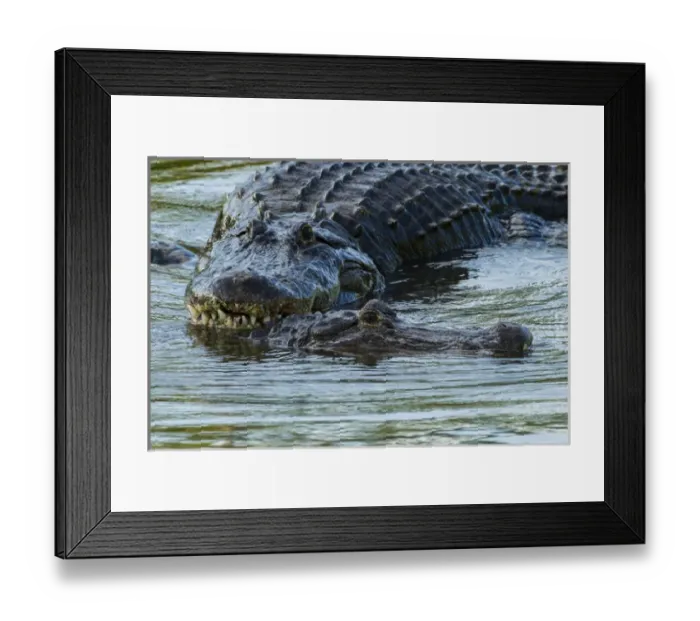 Framed Print : USA, Florida, Gatorland. Male alligator displays courtship behavior with female. Credit as