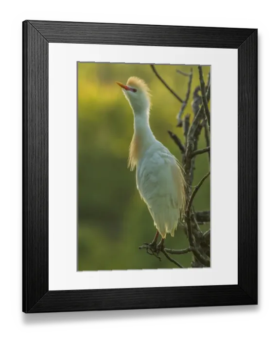 Framed Print : USA, Florida, Gatorland. Cattle egret in breeding plumage
