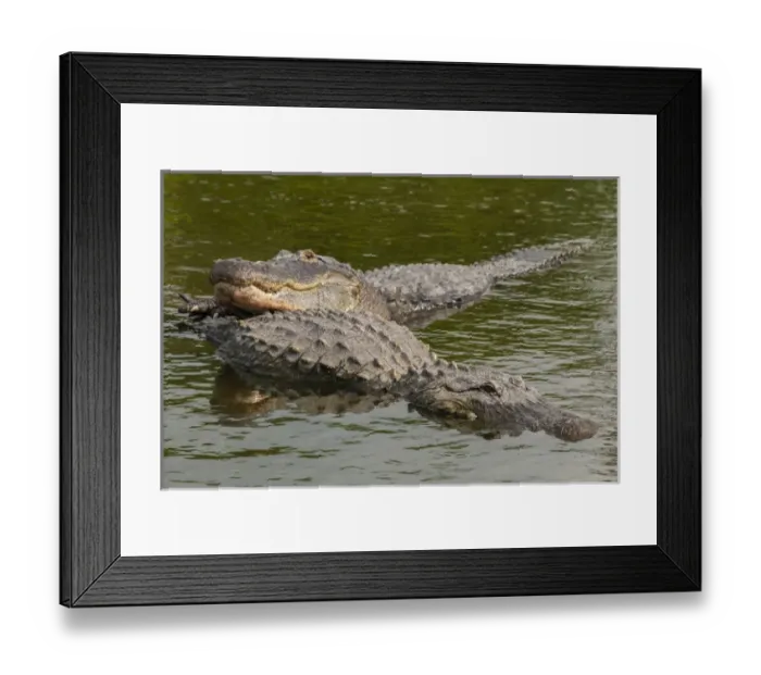 Framed Print : USA, Florida, Gatorland. Male alligator displays courtship behavior with female. Credit as