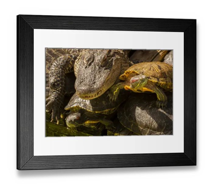 Framed Print : USA, Florida, Gatorland. Alligator and red slider turtles basking in sun. Credit as
