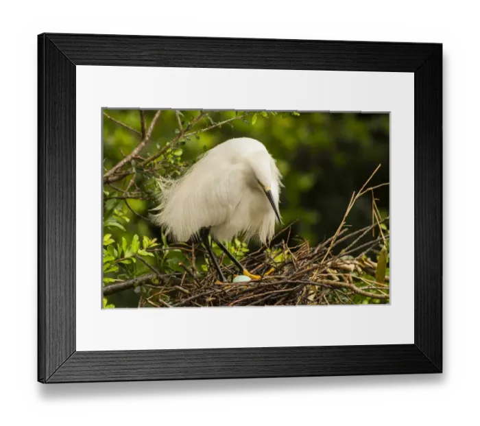 Framed Print : USA, Florida, Anastasia Island, Alligator Farm. Snowy egret parent eyes egg in nest