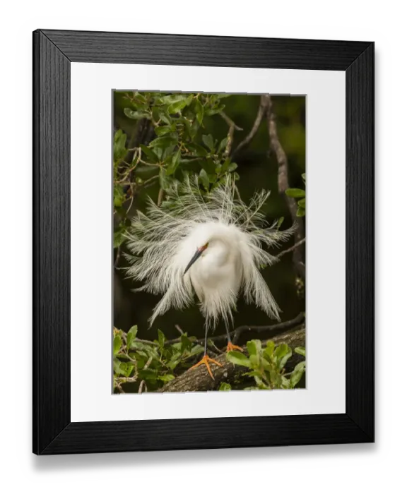 Framed Print : USA, Florida, Anastasia Island, Alligator Farm. Snowy egret in breeding plumage. Credit as Framed Print : USA, Florida, Anastasia Island, Alligator Farm. Snowy egret in breeding plumage. Credit as