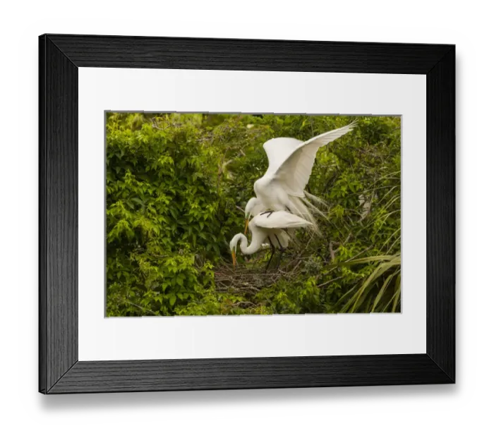 Framed Print : USA, Florida, Anastasia Island, Alligator Farm. Great egret pair mating at nest. Credit as