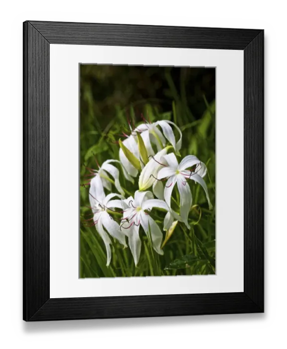 Framed Print : USA, Florida, Fakahatchee Strand Preserve State Park Swamp Lily Framed Print : USA, Florida, Fakahatchee Strand Preserve State Park Swamp Lily