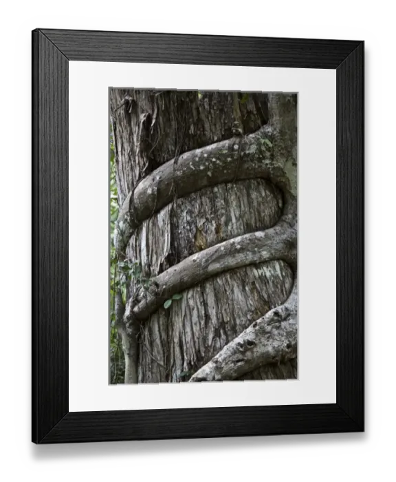 Framed Print : USA, Florida, Fakahatchee Strand Preserve State Park, Big Bend Board Walk