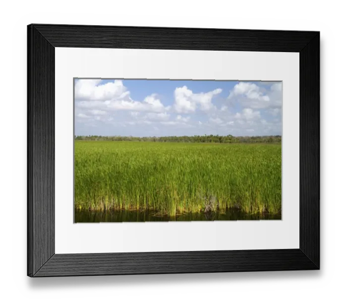 Framed Print : Sawgrass in the Florida everglades Framed Print : Sawgrass in the Florida everglades