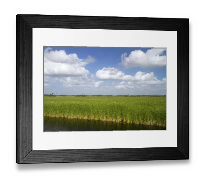 Framed Print : Sawgrass in the Florida everglades Framed Print : Sawgrass in the Florida everglades