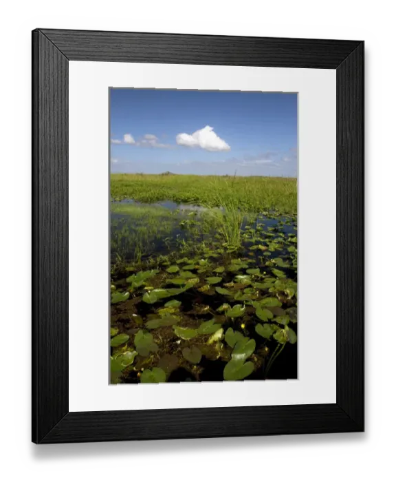 Framed Print : Water lilies and sawgrass in the Flordia everglades Framed Print : Water lilies and sawgrass in the Flordia everglades