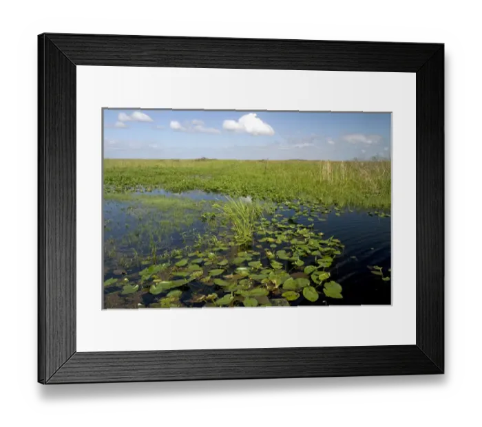 Framed Print : Water lilies and sawgrass in the Flordia everglades Framed Print : Water lilies and sawgrass in the Flordia everglades