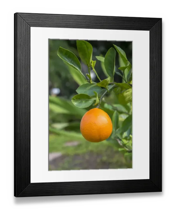 Framed Print : Tangerine, New Smyrna Beach, Florida, USA