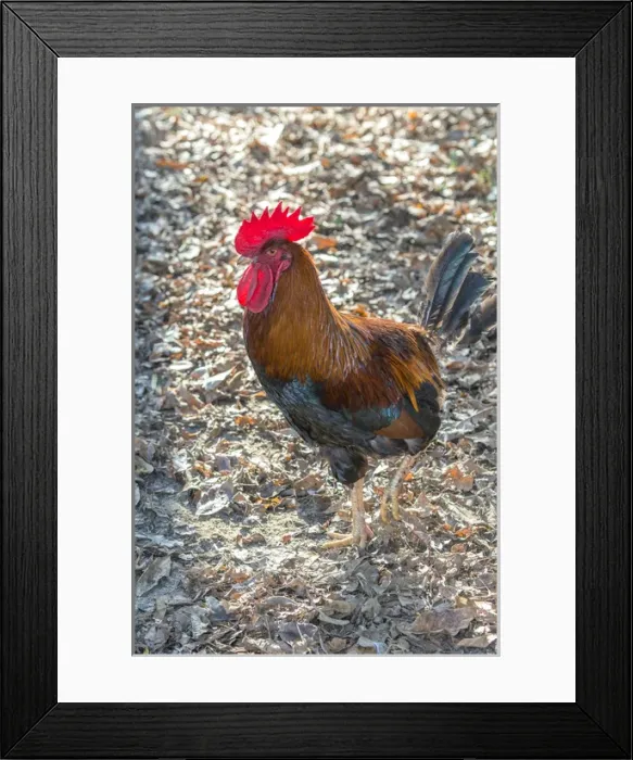 Framed Print : Bantam Rooster, Florida, USA