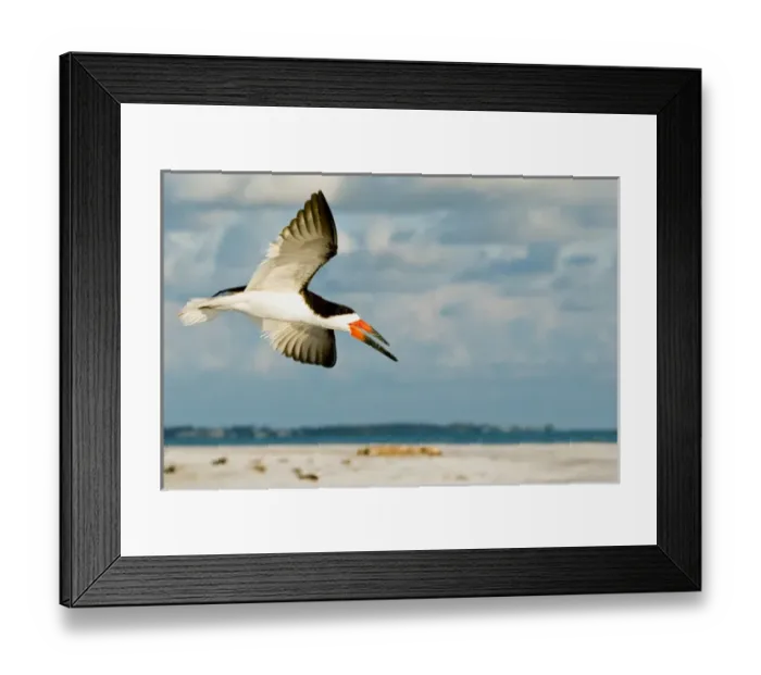 Framed Print : Black Skimmer Bird Flying close to photographer on beach in Florida Framed Print : Black Skimmer Bird Flying close to photographer on beach in Florida