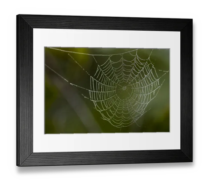 Framed Print : Dew hangs on a spider web with green out of focus background in this photograph taken in Bradenton Framed Print : Dew hangs on a spider web with green out of focus background in this photograph taken in Bradenton