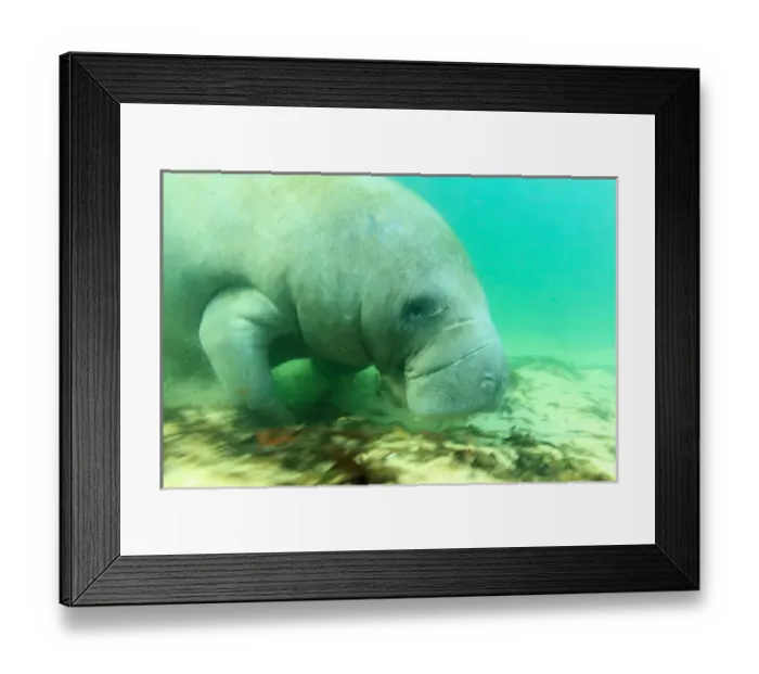 Framed Print : Solitary Manatee swimming in the Weeki Wachee River, Florida Framed Print : Solitary Manatee swimming in the Weeki Wachee River, Florida