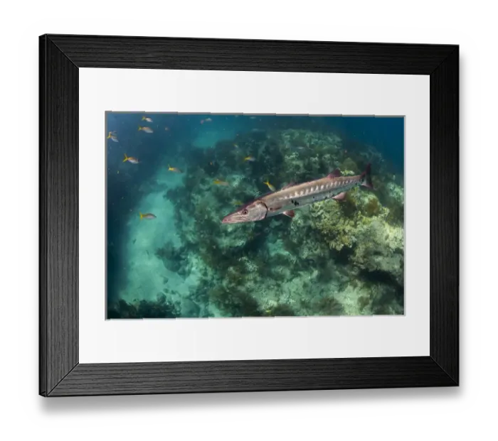 Framed Print : A barracuda swims close to the camera with coral reef and tropical fish in the background Framed Print : A barracuda swims close to the camera with coral reef and tropical fish in the background
