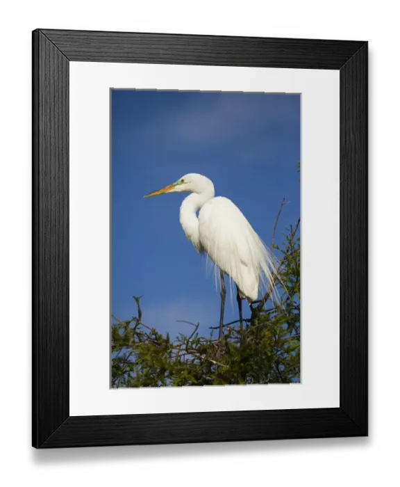 Framed Print : North America, USA, Florida; Egret in breeding plumage at Saint Augustine s Framed Print : North America, USA, Florida; Egret in breeding plumage at Saint Augustine s