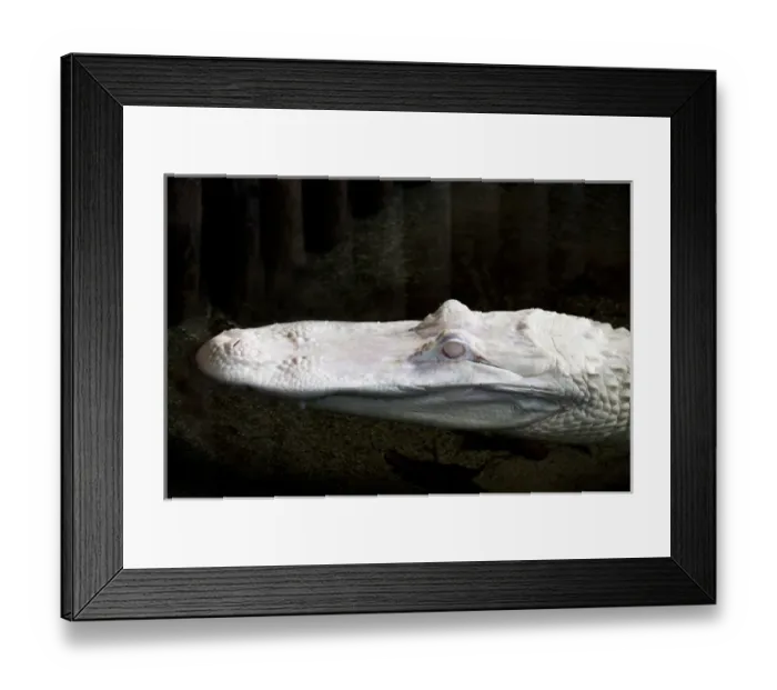 Framed Print : North America, USA, Florida; Saint Augustine; Albino alligator at Saint Augustine s Framed Print : North America, USA, Florida; Saint Augustine; Albino alligator at Saint Augustine s