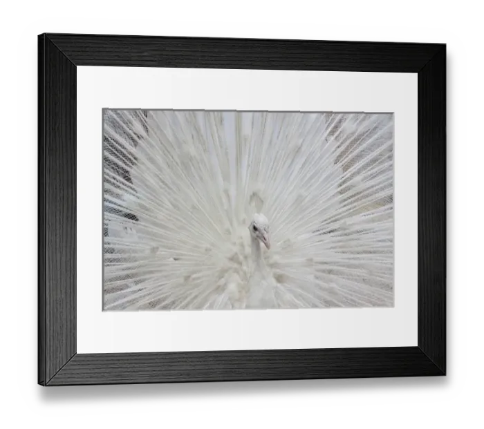 Framed Print : USA; North America; Fla; White peacock in breeding plumage Framed Print : USA; North America; Fla; White peacock in breeding plumage