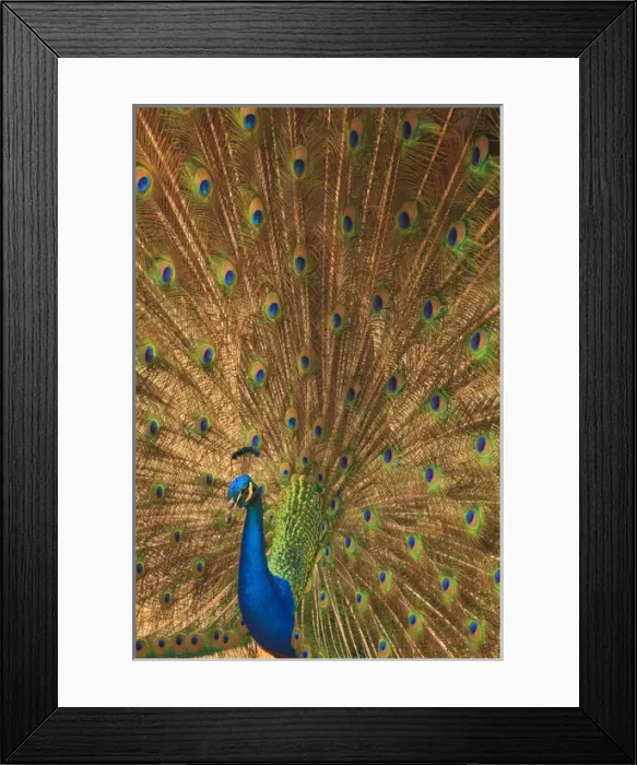 Framed Print : USA; North America; Florida; St. Augustine; Male peacosk strutting in breeding plumage