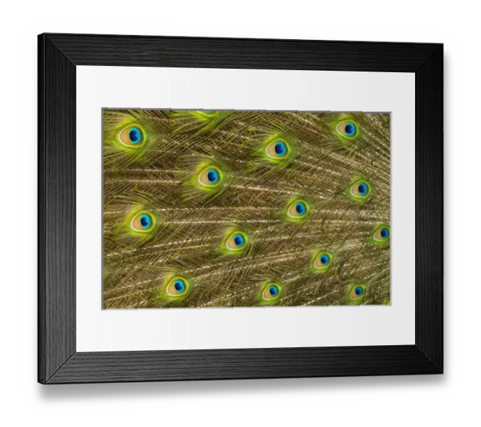 Framed Print : USA; North America; Florida; St. Augustine; Tail feathers of male peacock during Framed Print : USA; North America; Florida; St. Augustine; Tail feathers of male peacock during