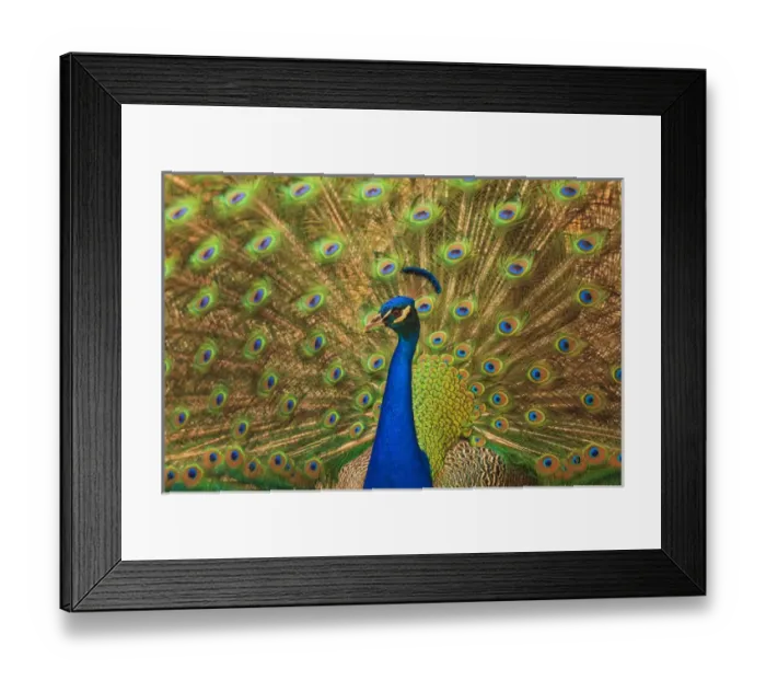 Framed Print : USA; North America; Florida; St. Augustine; Male peacosk strutting in breeding plumage