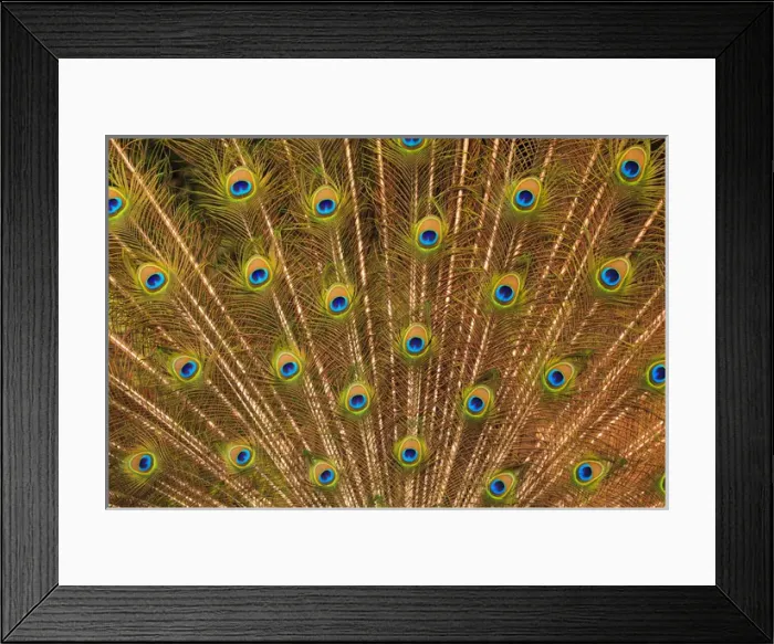 Framed Print : USA; North America; Florida; St. Augustine; Tail feathers of male peacock during