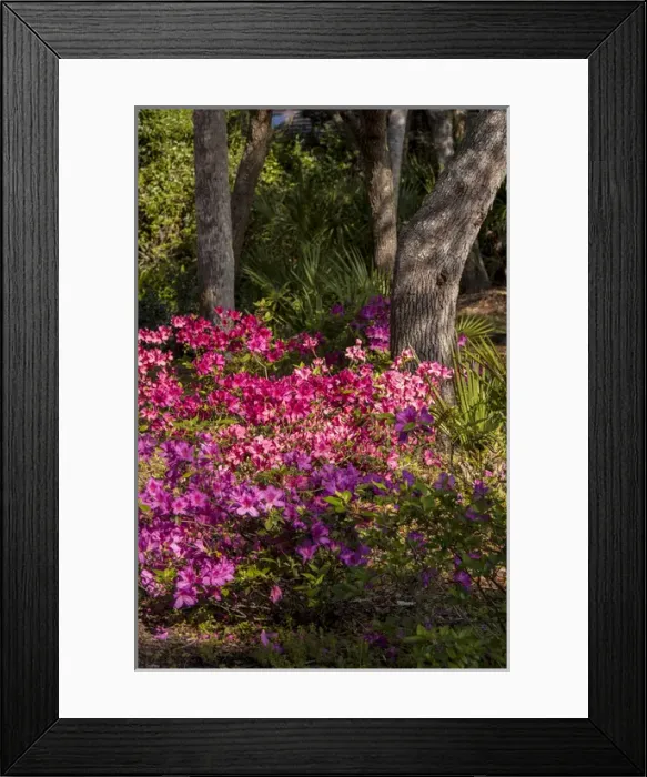 Framed Print : USA, Florida, Edgewater, Edgewater Landings, Azalea Framed Print : USA, Florida, Edgewater, Edgewater Landings, Azalea