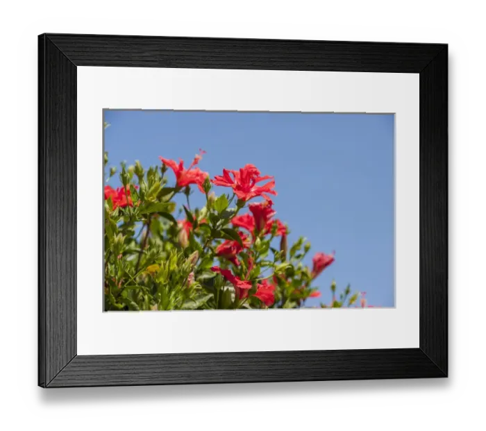 Framed Print : USA, Florida, New Smyrna Beach, Hibiscus Framed Print : USA, Florida, New Smyrna Beach, Hibiscus