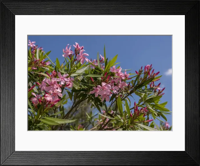 Framed Print : USA, Florida, New Smyrna Beach, Oleander Framed Print : USA, Florida, New Smyrna Beach, Oleander