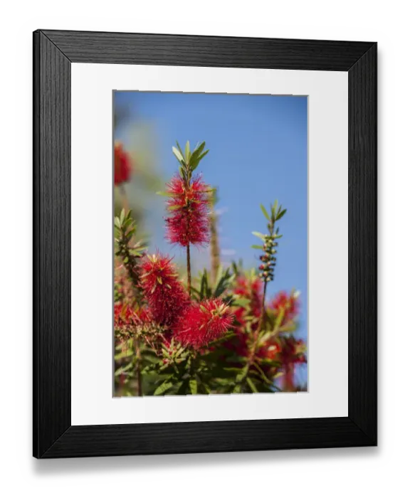Framed Print : USA, Florida, New Smyrna Beach, bottlebrush tree Framed Print : USA, Florida, New Smyrna Beach, bottlebrush tree