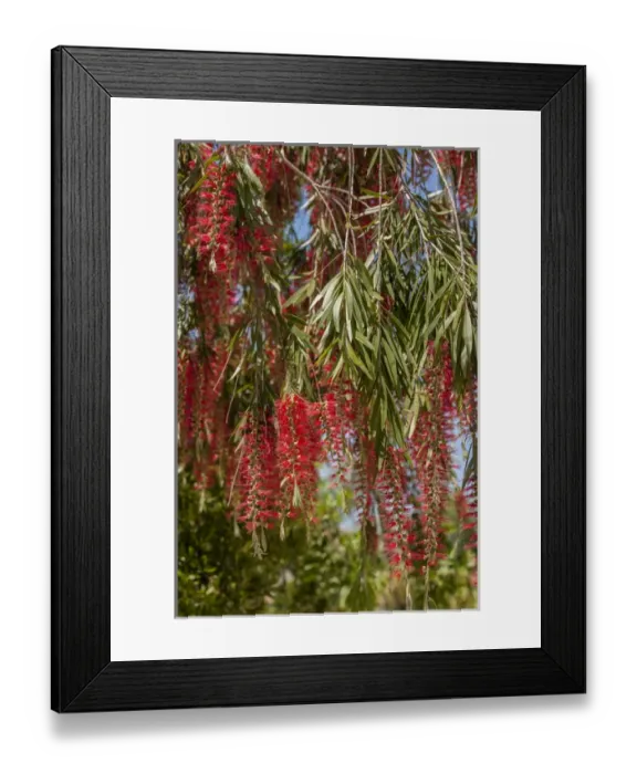 Framed Print : USA, Florida, New Smyrna Beach, bottlebrush tree Framed Print : USA, Florida, New Smyrna Beach, bottlebrush tree