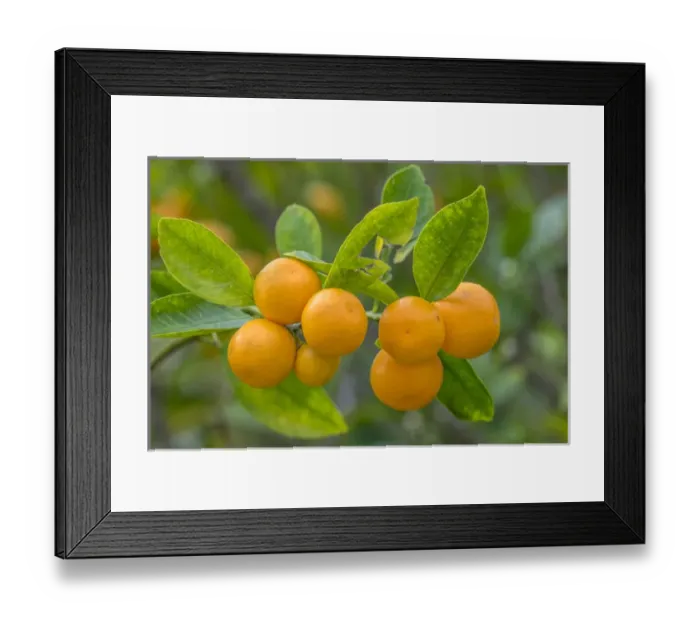 Framed Print : Valencia Orange, New Smyrna Beach, Florida, USA