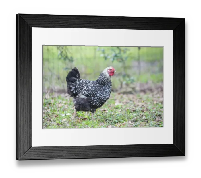 Framed Print : Chook, chicken, Wyandotte, Florida, USA Framed Print : Chook, chicken, Wyandotte, Florida, USA