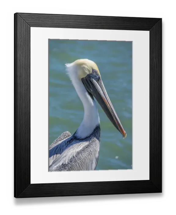 Framed Print : Brown Pelican, Intracoastal waterway, Florida, USA Framed Print : Brown Pelican, Intracoastal waterway, Florida, USA