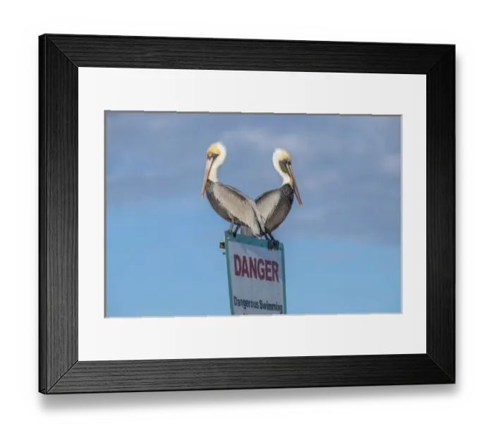 Framed Print : Brown Pelicans perched on sign, New Smyrna Beach, Florida, USA Framed Print : Brown Pelicans perched on sign, New Smyrna Beach, Florida, USA