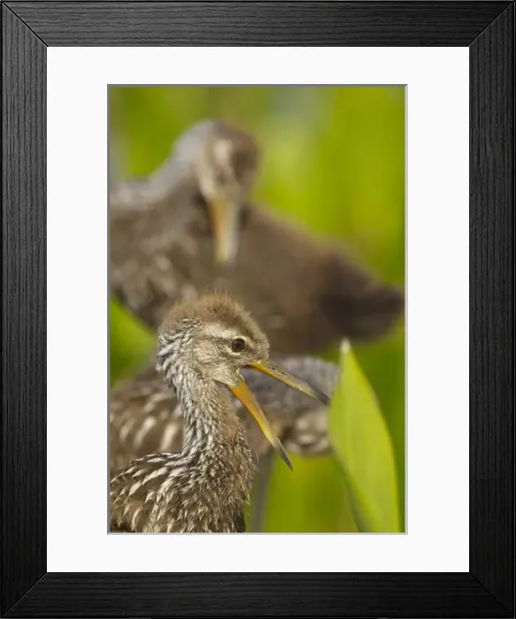 Framed Print : A family of Limpkin chicks, Aramus guarana, Viera wetlands, Florida
