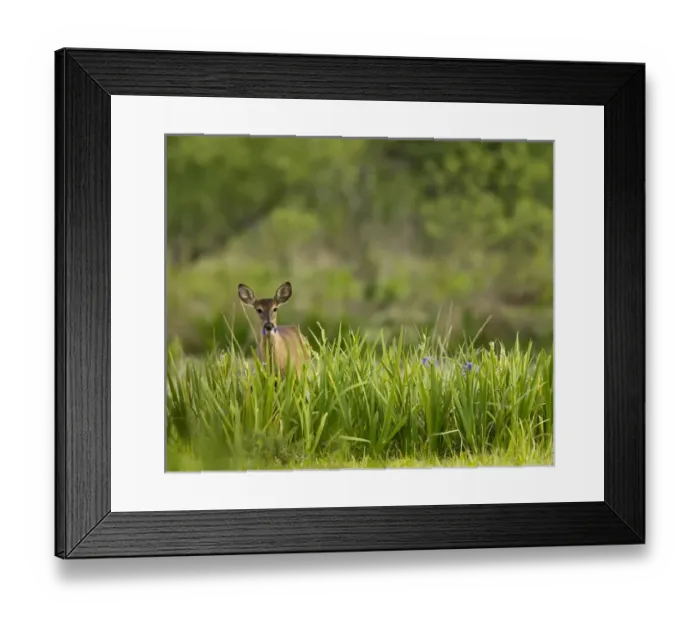 Framed Print : Doe feeding on prairie iris, Grimes Ranch, Central Florida, wild Framed Print : Doe feeding on prairie iris, Grimes Ranch, Central Florida, wild