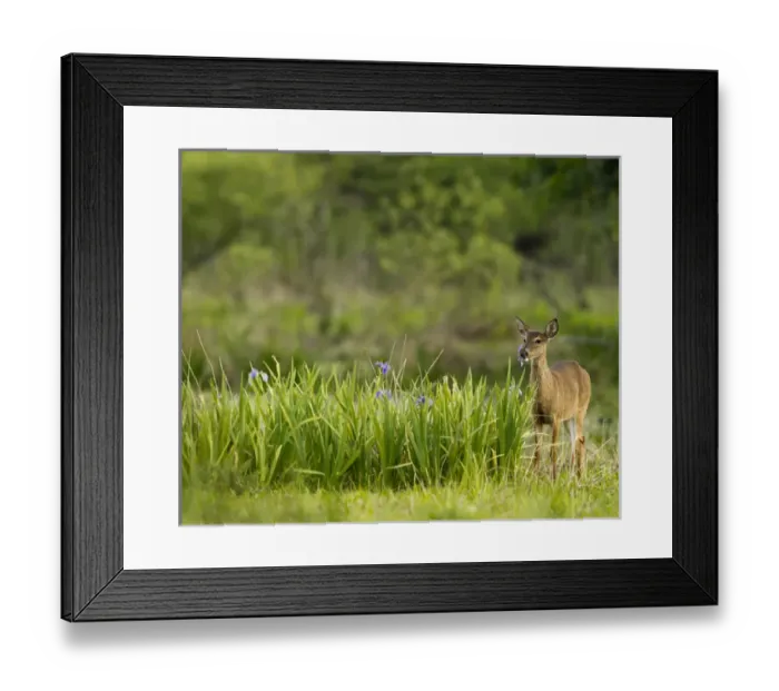 Framed Print : Doe feeding on prairie iris, Grimes Ranch, Central Florida, wild Framed Print : Doe feeding on prairie iris, Grimes Ranch, Central Florida, wild