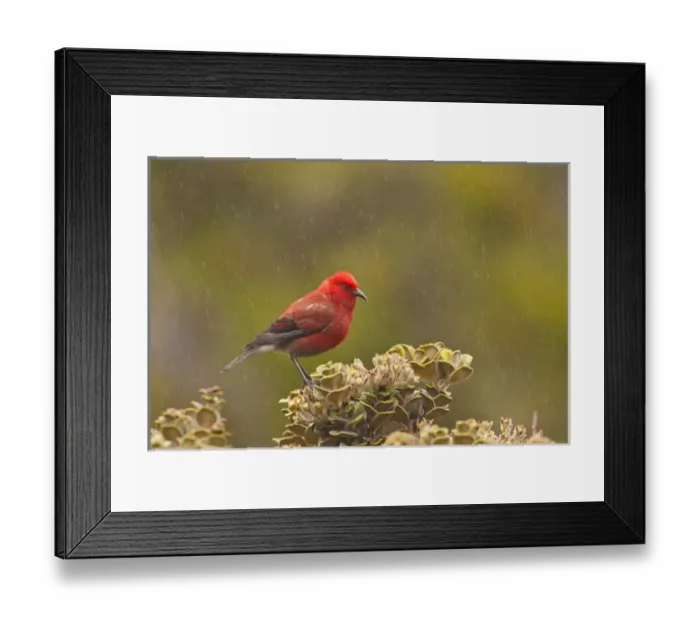 Framed Print : USA, Hawaii, Maui, Haleakala National Park, Hosmer Grove. Apapane bird in rain. Credit as Framed Print : USA, Hawaii, Maui, Haleakala National Park, Hosmer Grove. Apapane bird in rain. Credit as
