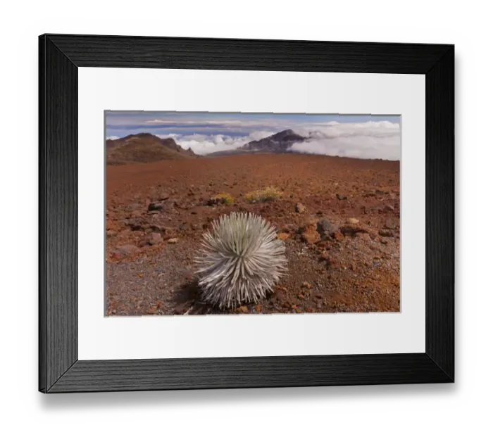 Framed Print : USA, Hawaii, Maui, Haleakala National Park. Close-up of silversword plant. Credit as