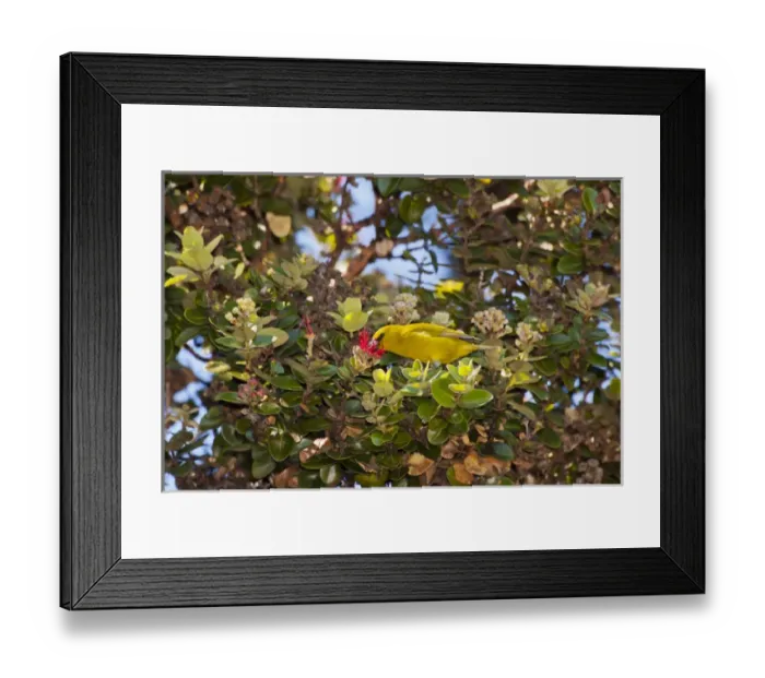 Framed Print : USA, Hawaii, Hakalau Forest National Wildlife Refuge. Amakihi bird draws nectar from ohia blossom Framed Print : USA, Hawaii, Hakalau Forest National Wildlife Refuge. Amakihi bird draws nectar from ohia blossom